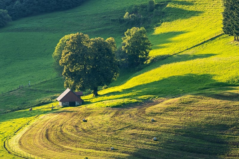 Tranquil Meadow